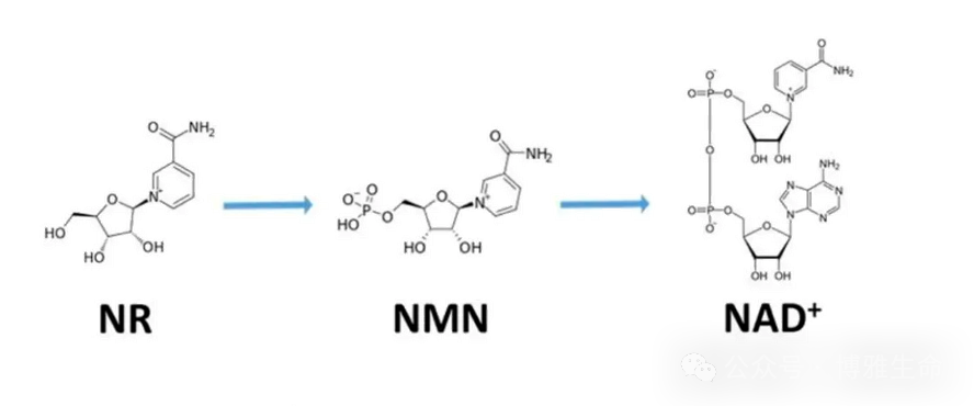 9.png 9.png
